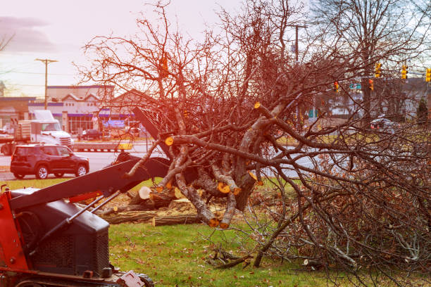 How Our Tree Care Process Works  in  Indian Harbour Beach, FL