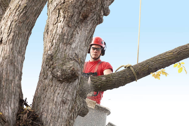 Best Stump Grinding and Removal  in Indian Harbour Beach, FL